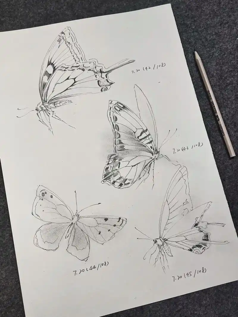 巴特福来白描稿(第三篇)#国画 #白描 #画画 #蝴蝶 #想 - 抖音