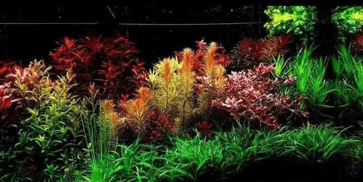 湖南绿蚁人12米荷兰景草缸案例赏析