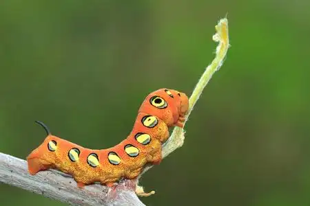 彩色蝴蝶蠕虫橙色的毛毛虫照片