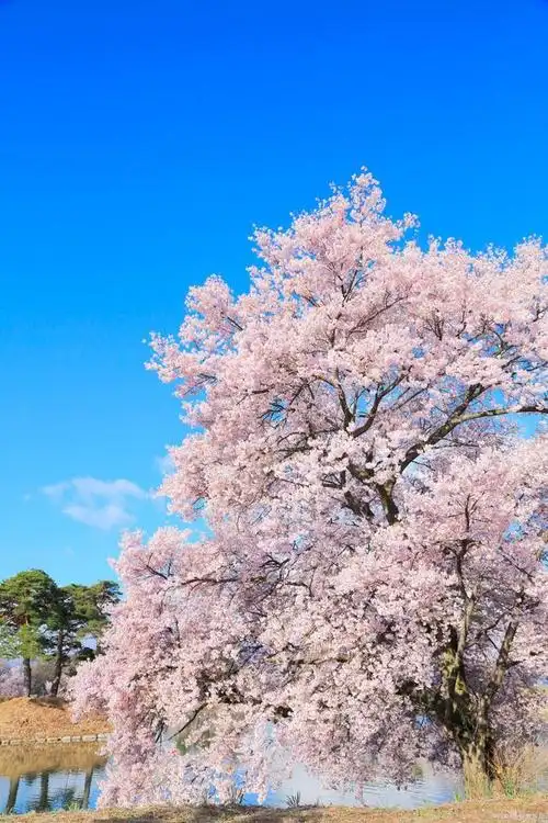 小园新种红樱树,闲绕花行便当游.——唐代:白居易