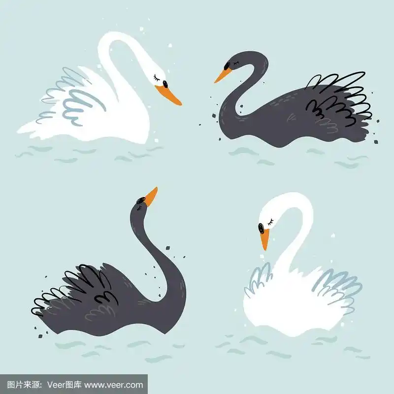 优雅的黑天鹅和白天鹅矢量插图