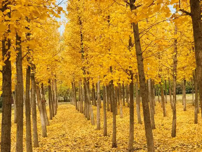 黄金甲铺满遍地景色迷人