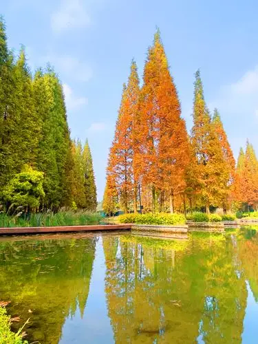 "微信"里的秋天