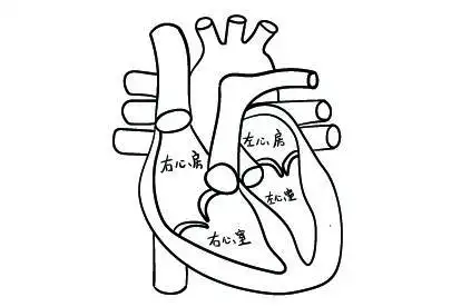 心脏腔室结构图
