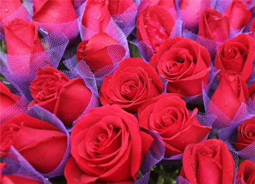 美丽的爱情玫瑰花图片_爱情的象征