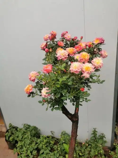 小树月季躲躲藏藏