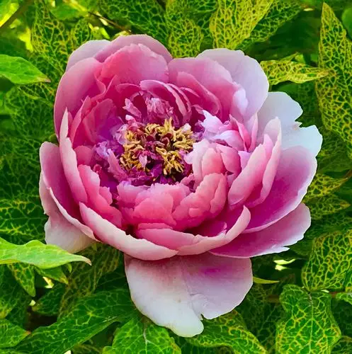 二乔牡丹显娇容——花痴老人摄制,2019年4月10日