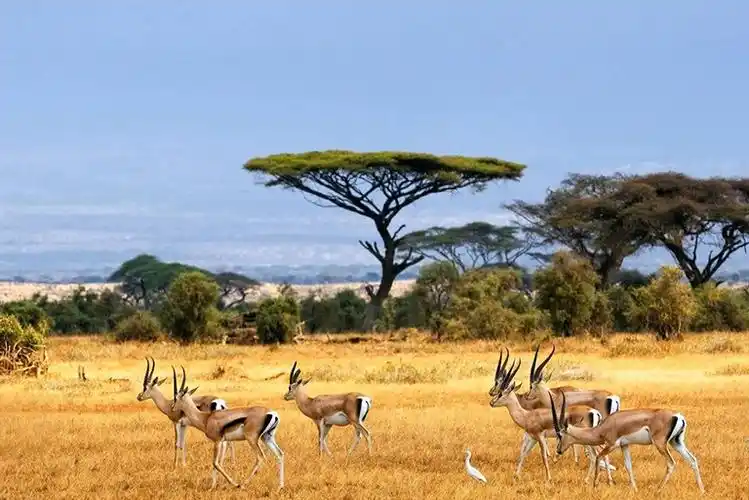 *由于缺乏降水,像树木这样的大型植物很难在热带稀树草原