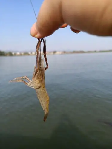 野生土虾60一斤