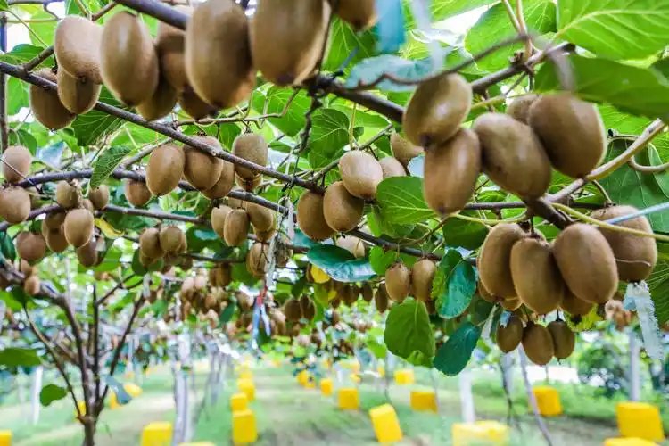 武功猕猴桃在阿里创造10亿级农产品牌