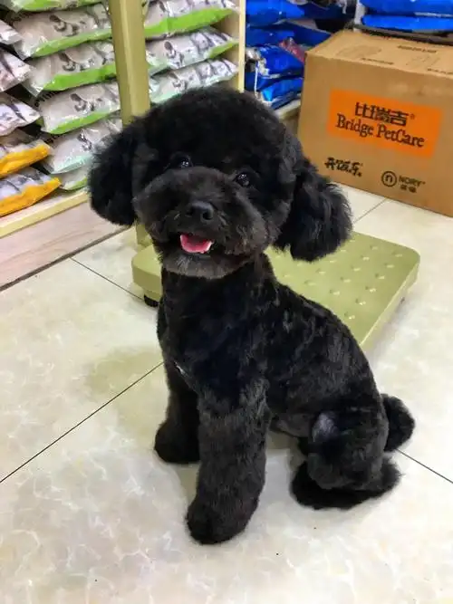 寻找一只黑色泰迪公狗