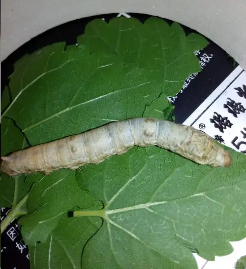 蚕宝宝变成蚕蛹咯,求高手鉴定公母