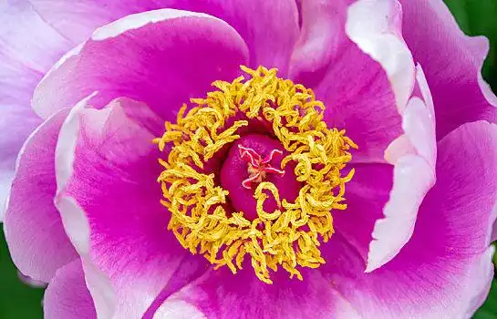 牡丹花瓣图片_牡丹花瓣图片大全_牡丹花瓣图片下载