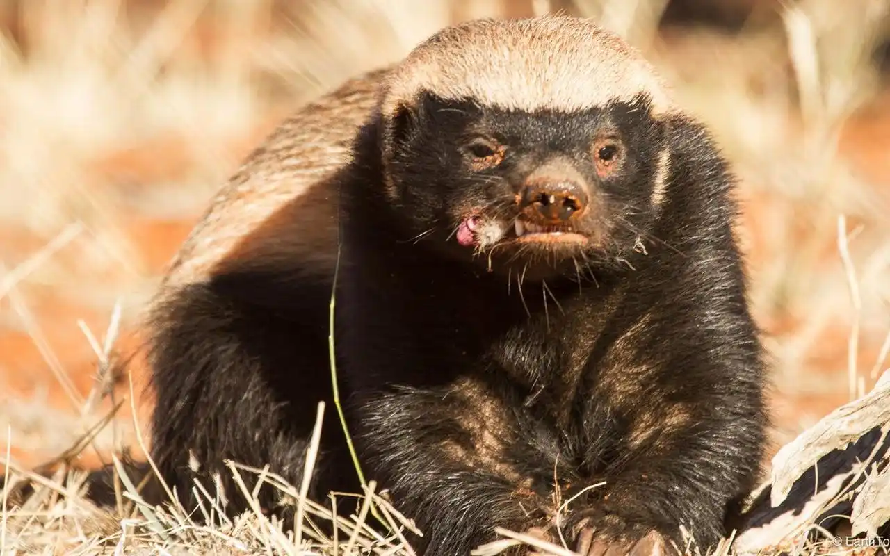 翻译蜜獾霸气掠食者带你了解非洲大地无敌的存在秒天秒地的平头哥1