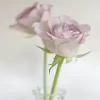 头像小花朵卡通_微信头像图片大全