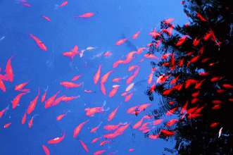 动态花鸟鱼图片大全_百度图片搜索