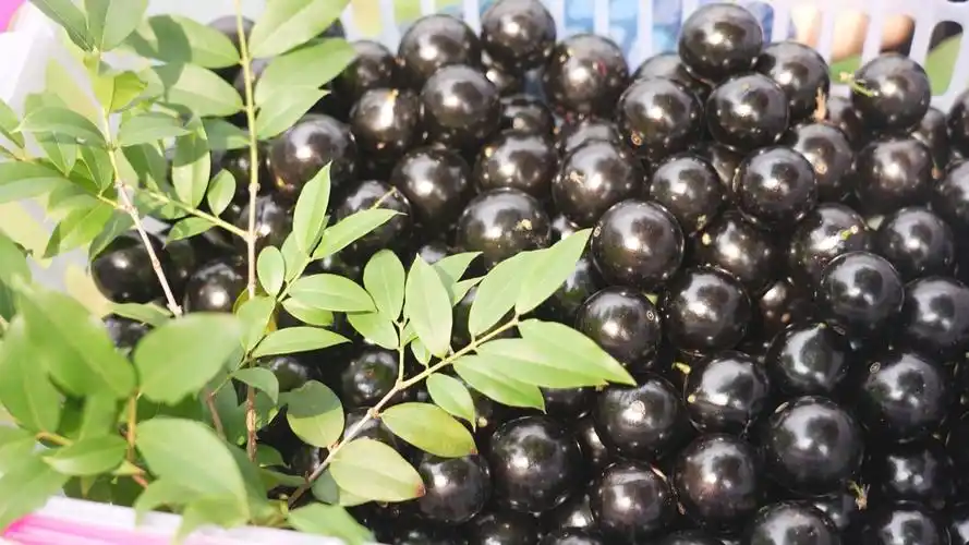 博罗长宁嘉宝果甜蜜上市