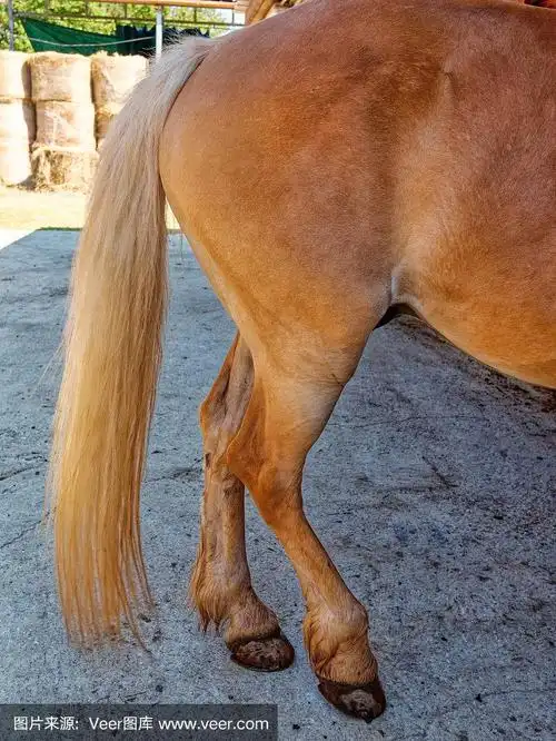 农场,特写,尾巴,褐色,马