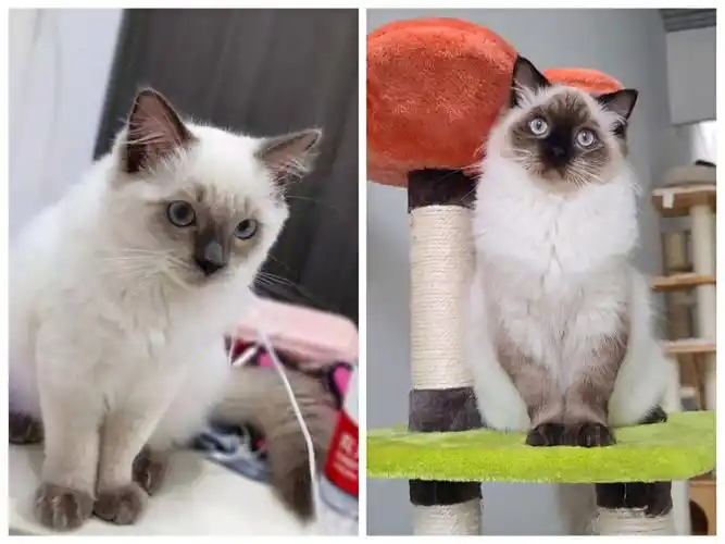 布偶猫花色图解