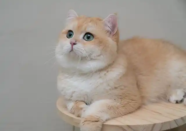 8000买了只金渐层,猫咪到家后,发现它有橘猫的血统