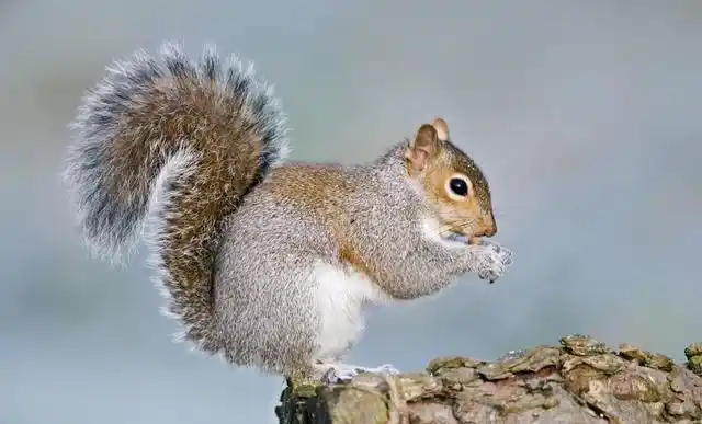 尾巴的作用,细数动物尾巴的20种作用,如果人有尾巴,你希望它可以干