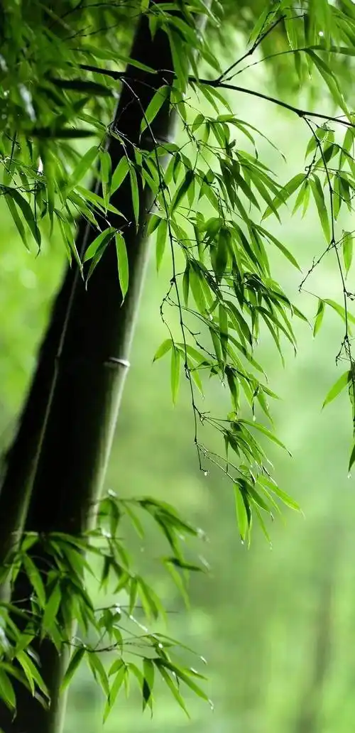 画面_摄影_意境