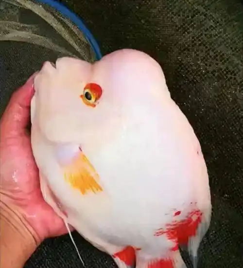 嘉瑰高端红白雪山财神鱼红白元宝精挑红财神雪山财神鱼大型热带观赏鱼