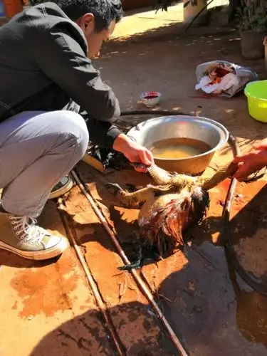 拔鸡毛的时候超开心的说