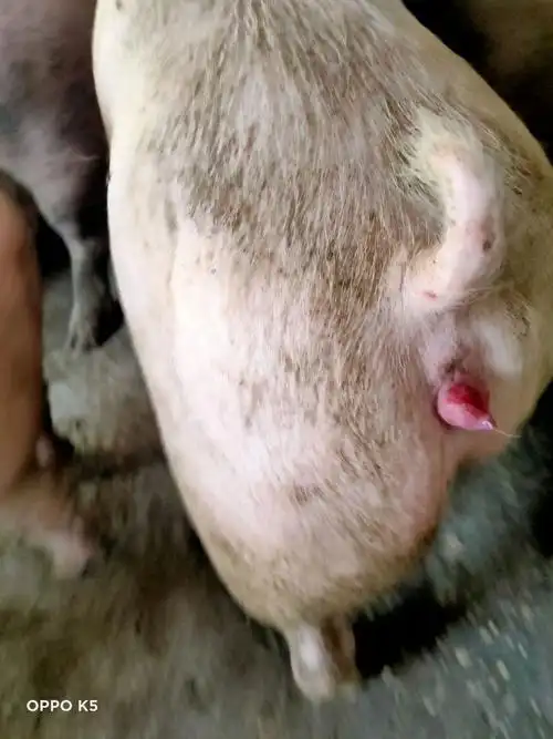 后备母猪水门红不是发情的表现