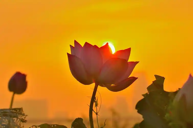 【荷花摄影图片】武汉市生态摄影_江边行走夏汉杰_太平洋电脑网摄影