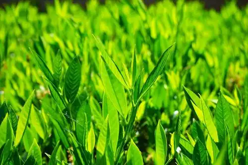 月桂叶,叶子,绿色,回光,淡绿色,色调的绿色,光明