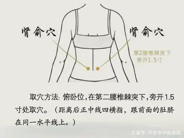 腰部的"肾俞穴",是肾之精气聚集之处,按摩,艾灸可温肾补阳