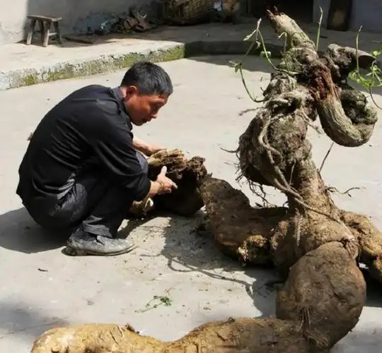 16年四川农民挖出250斤人形葛根,卖了5千元,最后却被200万转卖