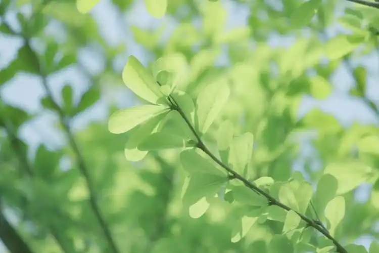 清新的绿色会是夏天的颜色吗