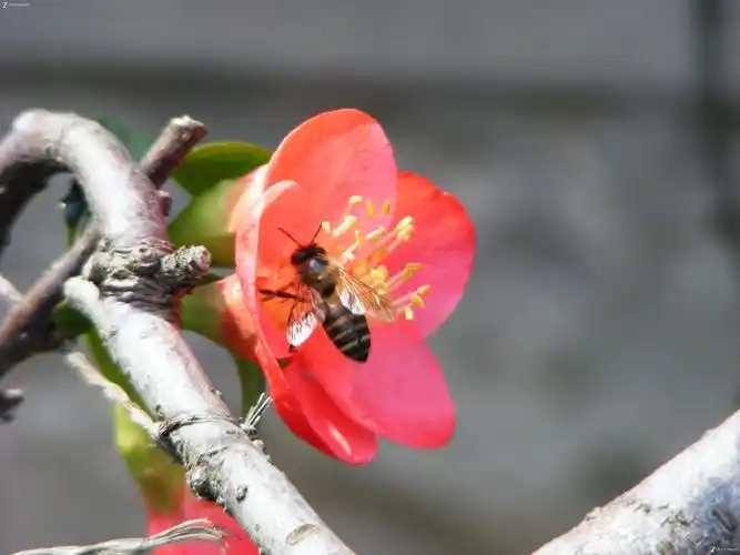 【5800眼中的春天——蜜蜂与花】动物植物-数码摄影论坛-zol中关村