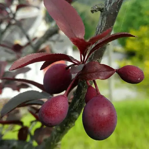 带您认识——蔷薇科花果