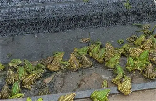 青蛙养殖必须要知道的知识之怎样养好青蛙