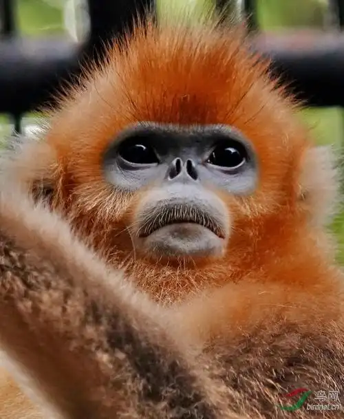 红毛猴