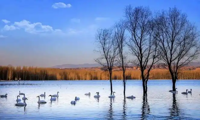 收藏|2023三门峡白天鹅旅游季攻略|三门峡市|天鹅湖|黄河_新浪新闻