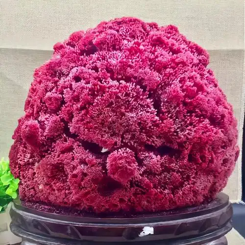 台湾渔民意外钓获红珊瑚,谁知竟受国家一级保护