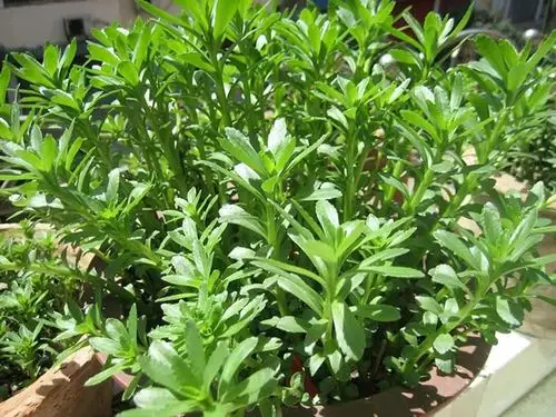 泛指正品三七以外的伪品或代用品,主要有两大类,一类是菊科植物菊三七