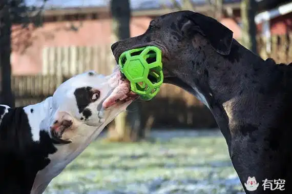 它的表情丰富多样,或是吐舌,或是咧开嘴巴,或是扮斗鸡眼……逗比的