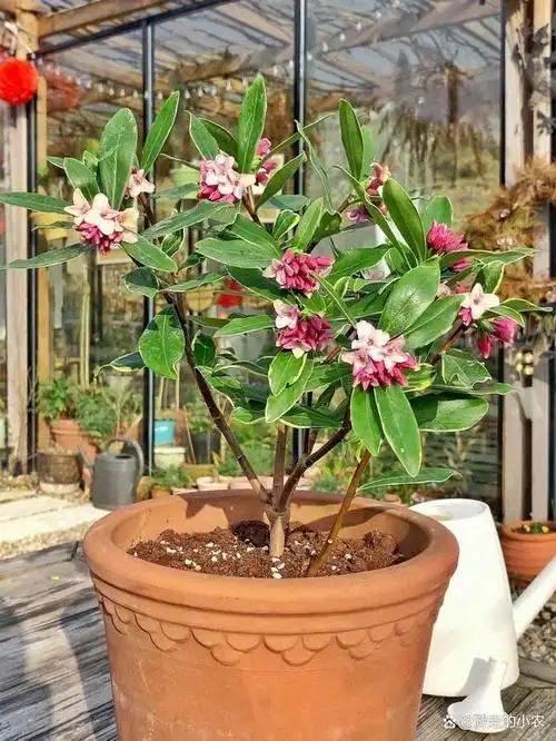 盆栽金边瑞香扦插繁殖与养护技术措施