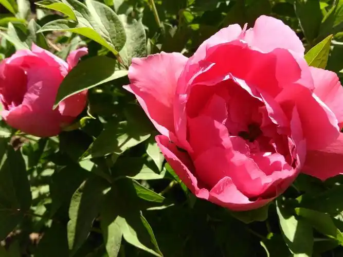 盛开的小华山牡丹花