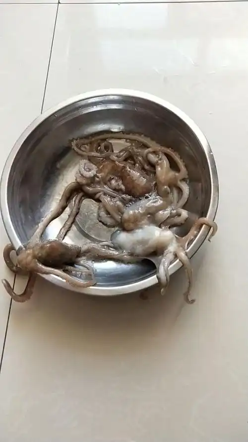 我们这边很少见到活的八爪鱼,今天去超市看见活的买了几只,我们这边38