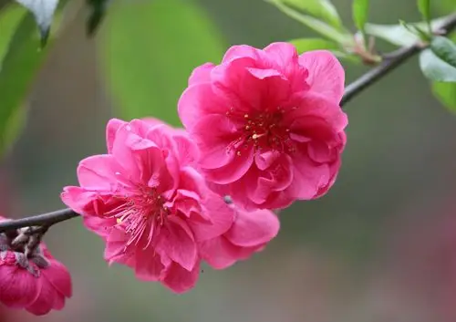 【醉美绥宁】二月桃花盛事,我们如约而至