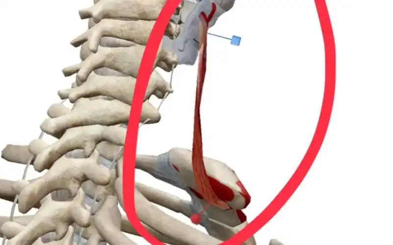 胸骨甲状肌 作用:压低甲状软骨