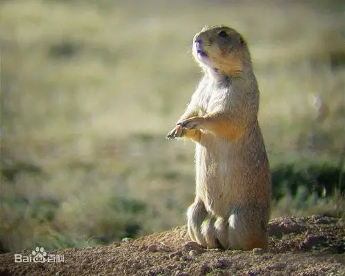 濒危动物墨西哥土拨鼠