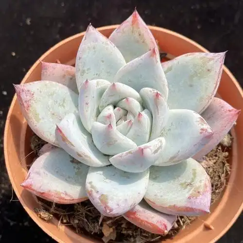 卡罗拉超值大颗野卡多肉植物野生原始血红卡带多肉植物