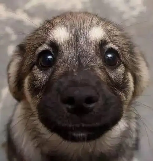 对狗狗来说大致分为两种一种是深情的凝望好像眼里有星星还